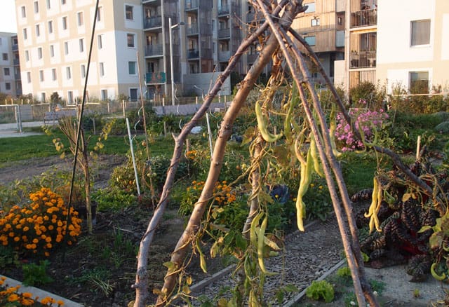 gemeinschaftsgaerten seestadt urban gardening mgs